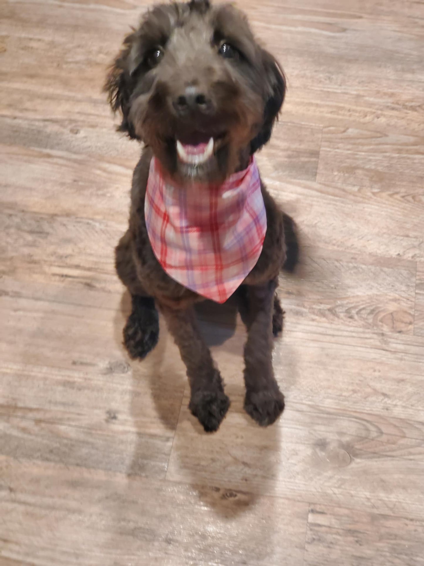 Doggie Bandanas with snaps